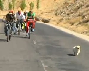 dog joins cycle race -BBC video snapshot