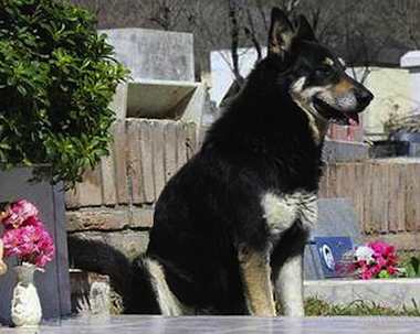 dog keeps watch over owners grave LA VOZphoto