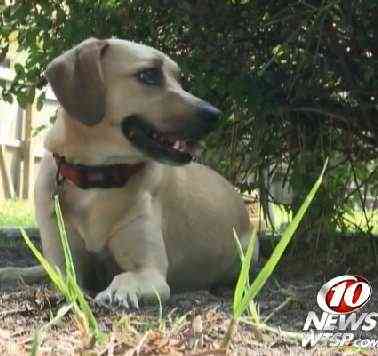 dog saves volunteer walker from attack - WTSP video snapshot