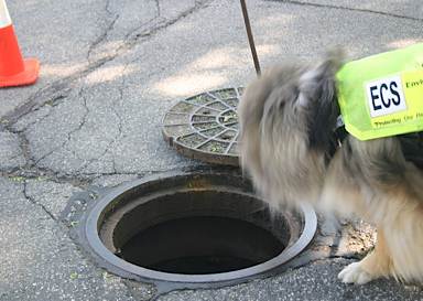 dog sniffing manhole - Riverkeepers photo