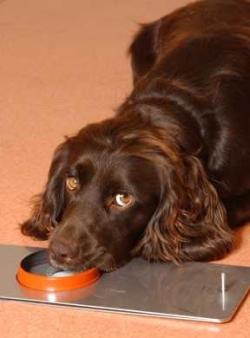dog in research on cancer