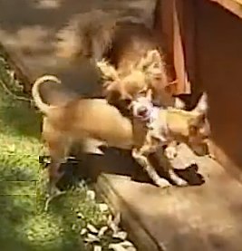 dogs are best friends, helping each other