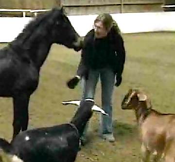 goats-w-pony-friend.jpg