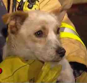 hero-dog-guards-kittens.jpg
