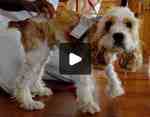 Abandoned Pup Rescued From Remote Island (Video)
