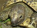 leopards_tortoise.jpg