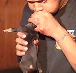 mouth-to-mouth-puppy.jpg