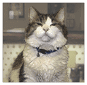 oscar the cat