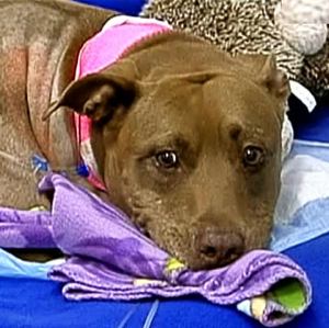 pit bull hero pulls lady from train