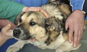 polish-rescued-dog.jpg