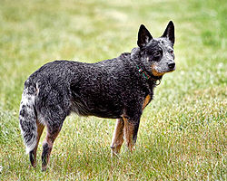 queensland-cattle-dog