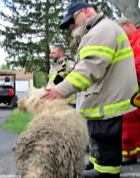 rescue workers save dog