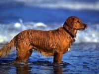 retriever in waves