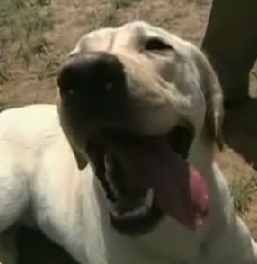 service-dog-soldier.jpg