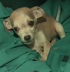 NBC video feaatures dogs adopted in Gulf since oil spill