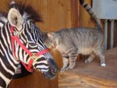 zebra-with-cats.jpg