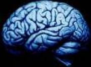 brain