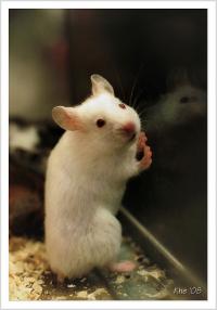 lab-mouse-cc-flickr-be_khe.jpg