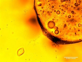 Microscopic microbes degrade oil into smaller globulets