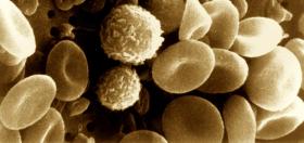 stem_blood_cells.jpg