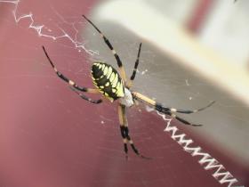 spider2.jpg
