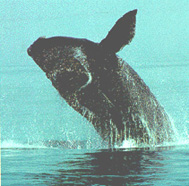 northern right whale