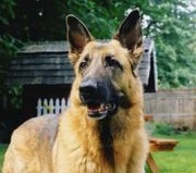 german shepherd