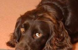 dog trained to sniff cancer