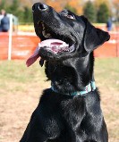 black-lab
