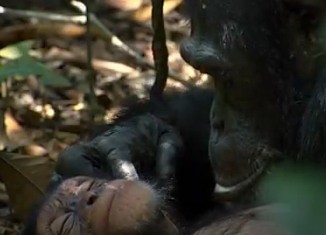 ‘Chimpanzee’ Film a True Story of Orphaned Chimp Adopted by ‘Uncle’ Chimp orphan Disney Nature film