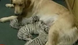 dog-nurses-tiger.jpg