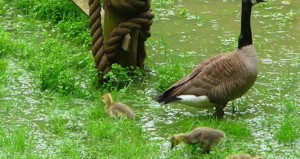 goslings-w-mom.jpg