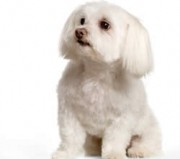 maltese-poodle