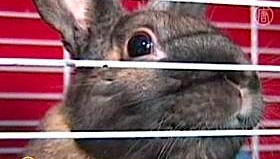 rabbit-in-cage-cu.jpg