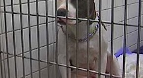 file photo dog in shelter