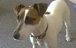 photo of Jack Russell Terrier by Alan D via flick