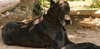 Great Dane