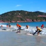 Dolphin rescue Brazil-YouTube