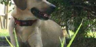 dog saves volunteer walker from attack - WTSP video snapshot