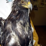 juvenile Golden Eagle - Wildlife Rehab Center of No Utah