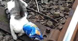 cat stuck in chips bag