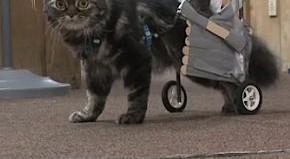 cat wheelchair by robotics club