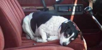 dog on deceased drivers seat-IMGUR