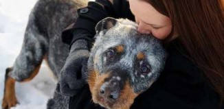 elderly dog-Joy Session photo