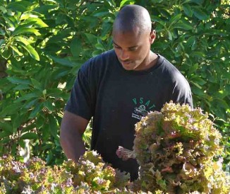 black-veteran-farming-lettuce-GroundOperations