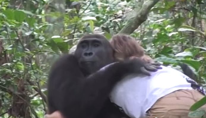 Jungls Gorilla With Girls Sex Video