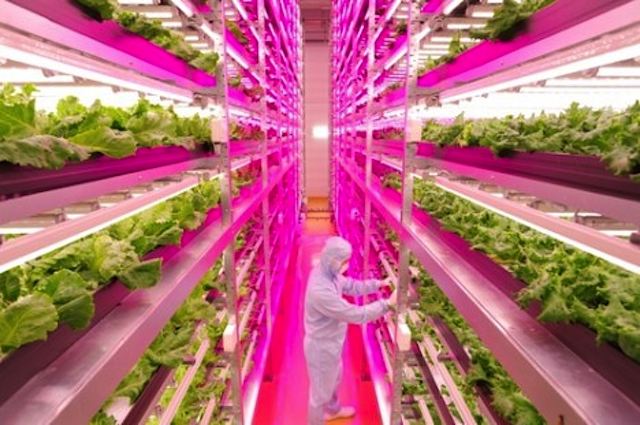 Mirai-indoor-farm-grows-lettuce