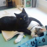 Polish cat comforts cat-Imgur