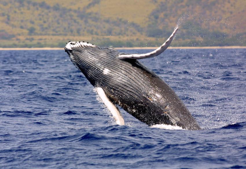 Which species of whales are considered endangered?
