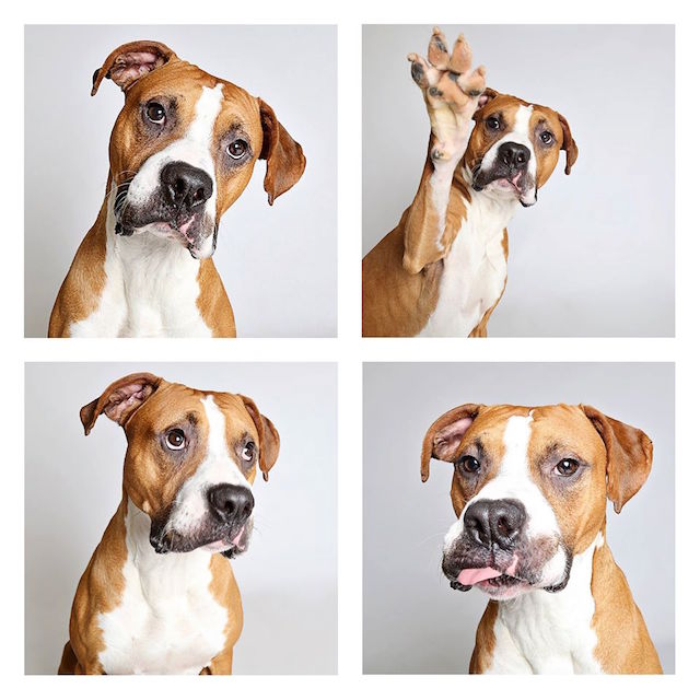 Photo Booth Pictures Help Shelter Dogs Find New Homes Shelter Dog Photography Animal Photography Humane Society